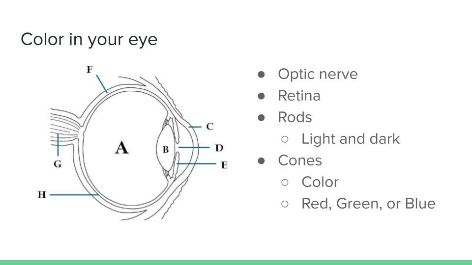 diagram of the human eye